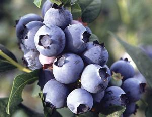 EXPORTACIONES DE ARÁNDANOS SUMARON $ 4.5 MILLONES 