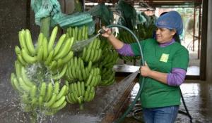 Exportaciones de banano de Ecuador crecieron en volumen 1.42% en 2024