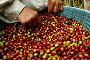EXPORTACIONES DE CAFÉ CAEN 50% EN EL PRIMER TRIMESTRE DE 2015