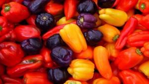 Exportaciones de capsicum de Perú sumaron 102.126.040 kilos por US$ 280.959.141 entre enero y noviembre de 2024
