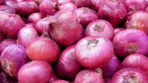 Exportaciones de cebolla de Perú cayeron -14% en volumen en agosto de 2025