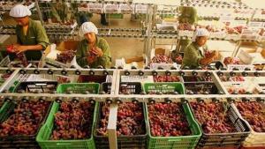 EXPORTACIONES DE FRUTAS Y HORTALIZAS FRESCAS CRECERÍAN 5% AL CIERRE DE 2015