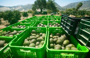 Exportaciones de frutas y hortalizas frescas crecieron 21% en los primeros nueve meses del año