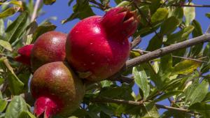 Exportaciones de granada peruana ganan terreno en Europa y Estados Unidos