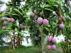 EXPORTACIONES DE MANGO FRESCO CRECERÍAN 12%