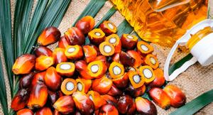 Exportaciones de palma de Perú cayeron en volumen -6%, pero aumentaron en valor 15% en marzo de 2025