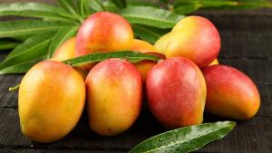 Exportaciones mundiales de mango alcanzaron cerca de 2.6 millones de toneladas en 2024, mostrando un aumento de 6.7% frente a 2023