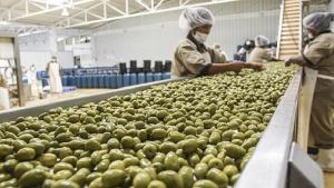 Exportaciones peruanas de aceituna cayeron -18.4% en volumen y -15.5% en valor en febrero de 2025