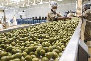 Exportaciones peruanas de aceituna suman 14.101.774 kilos por US$ 9.786.886 entre enero y octubre del 2023