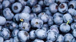 Exportaciones peruanas de arándanos superarían las 350 mil toneladas este año