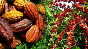 Exportaciones peruanas de café y cacao sumarían US$3.189 millones al cierre del 2025