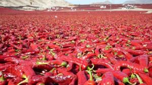 Exportaciones peruanas de capsicum sumaron US$ 184.344.000 entre enero y agosto de 2024, mostrando una reducción de -5%