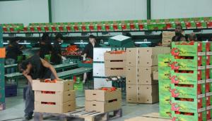 Exportaciones peruanas de envases y embalajes sumaron US$ 1,417 millones en 2024