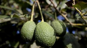 Exportaciones peruanas de frutas y hortalizas crecen en valor 1.9% en la primera mitad del 2022