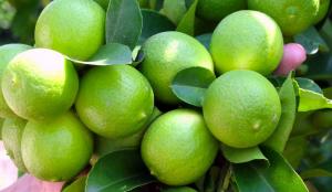 Exportaciones peruanas de limón fresco crecieron 31% en volumen hasta la semana 26