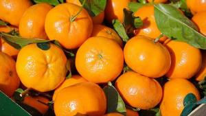 Exportaciones peruanas de mandarina fresca alcanzaron los US$ 32.1 millones en mayo de 2025
