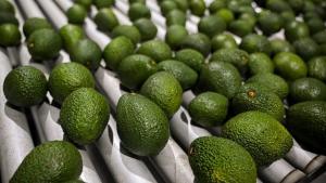 Exportaciones peruanas de palta Hass por parte de Perú crecerían no más del 10% en volumen respecto al 2024