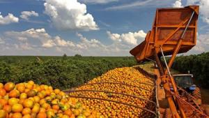Exportadores brasileños de jugo de naranja prevén pérdidas por US$ 538 millones por arancel de Estados Unidos a subproductos
