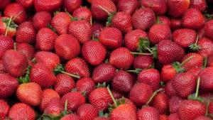 Exportadores prevén que México tenga ventas récord de fresas a Estados Unidos