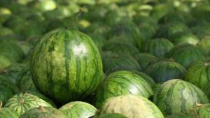 FAO: producción mundial de sandía alcanzó las 104.932.071 toneladas en 2023, convirtiéndose en el año récord