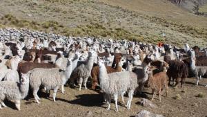 Fondo AgroPerú aprobó programa para financiamiento directo de cadenas ganaderas