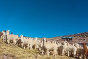 Fondo Agroperú destina S/ 30 millones para financiar a productores de la cadena de camélidos