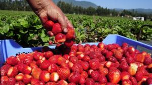 Fresa Peruana llegó a cinco mercados en marzo de 2025