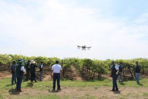 Fumigan con drones cultivos de pequeños agricultores para controlar plagas en Tumbes