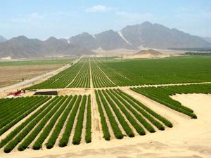 Gobierno busca poner límites a concentración de propiedad de los terrenos agrícolas