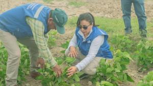 Gore introduce cultivo de soya en el Bajo Piura