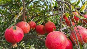 Granada peruana muestra señales de un año prometedor