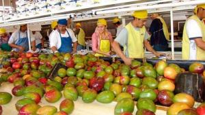 Hasta la semana 11, la exportación de mango fresco cae en volumen un 22.57%
