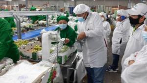 Hasta marzo: Olivos de Villacurí lidera ranking de agroexportadoras