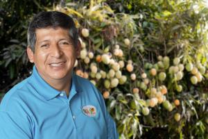 Hay mucha floración en mango, pero bajas temperaturas podrían generar caída de fruta