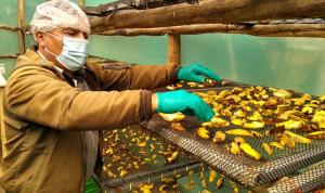 Hongos comestibles y los snacks saludables, oportunidades de negocio para el Perú