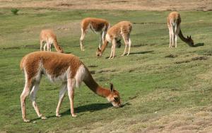 Hoy 15 de noviembre se celebra el “Día Nacional de la Vicuña”