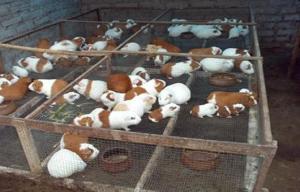 Hoy lanzan proyecto para mejorar la producción de cuy en Moquegua