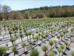 HOY PRESENTAN  INNOVACIONES FORESTALES DE LA REGIÓN ANDINA EN LIMA