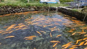 Huancayo: En 50% disminuye la producción de trucha en el centro piscícola de Ingenio