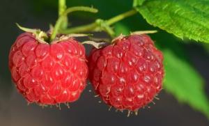 Huaral: agricultor apuesta por la frambuesa y logra precios de 30 soles el kilo