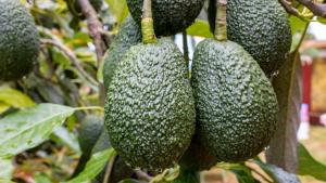Importación estadounidense de palta peruana aumenta 75% en volumen durante primavera y verano