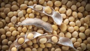 Importaciones de soya sumaron US$ 19.6 millones en primer trimestre de 2025
