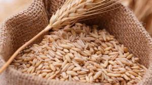 Importaciones peruanas de trigo alcanzaron los US$ 326 millones en el primer semestre de 2025