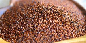 Inacal aprueba cuatro normas técnicas para elevar estándares de calidad de la cañihua y sus derivados