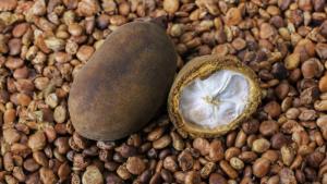 Inacal impulsa requisitos de calidad para la comercialización de los granos del copoazú