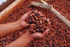 Incertidumbre en la producción internacional impulsó mayores precios del cacao peruano
