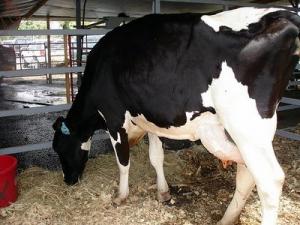 INCREMENTARÍAN HASTA 30% PRODUCCIÓN DE LECHE EN SAN MARTÍN