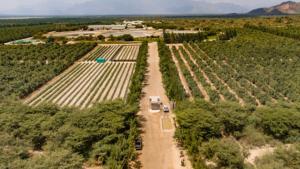 Ingleby Farms Perú proyecta aumento de producción de uvas tras cambio varietal