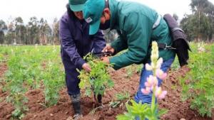 INIA Arequipa investiga nueva variedad de frejol canario camanejo más resistente a plagas