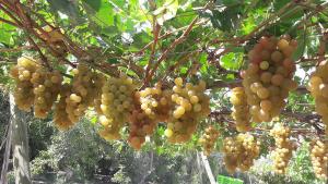 INIA creó el primer Banco Nacional de Germoplasma de Vid